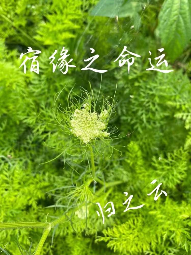 琥珀の心封面